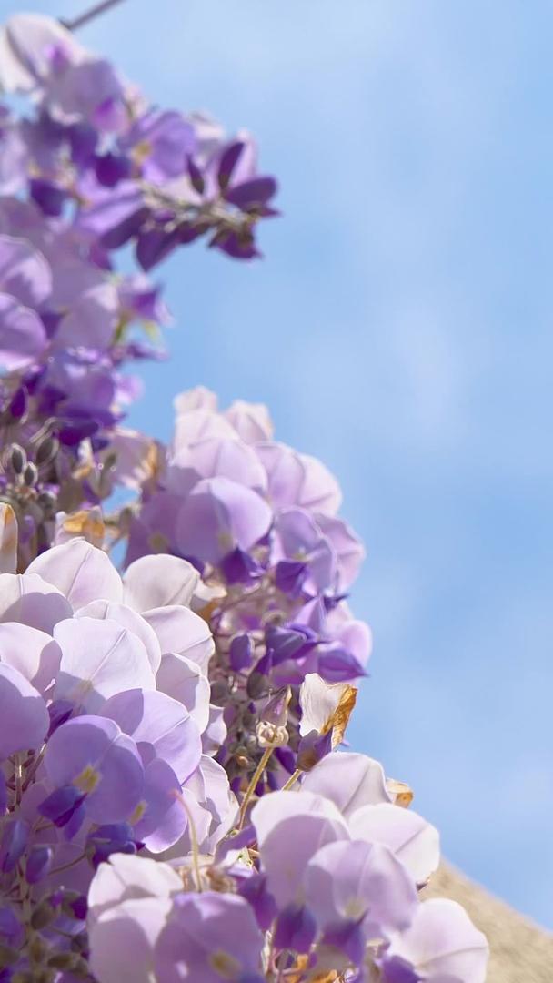 夏季紫藤萝视频的预览图