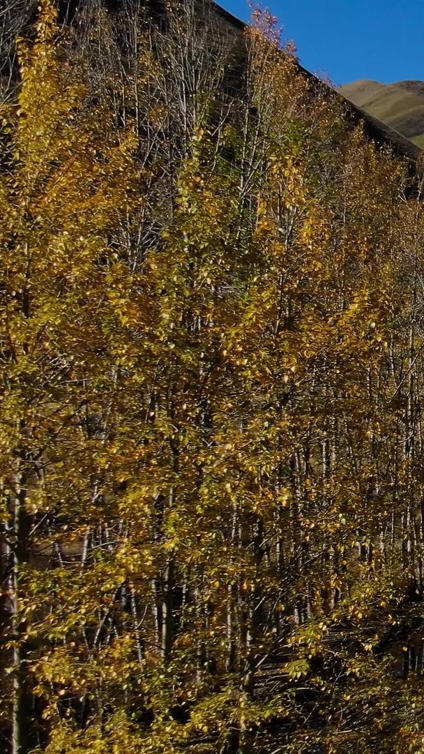 秋季航拍金白杨树和蜿蜒的公路视频视频的预览图
