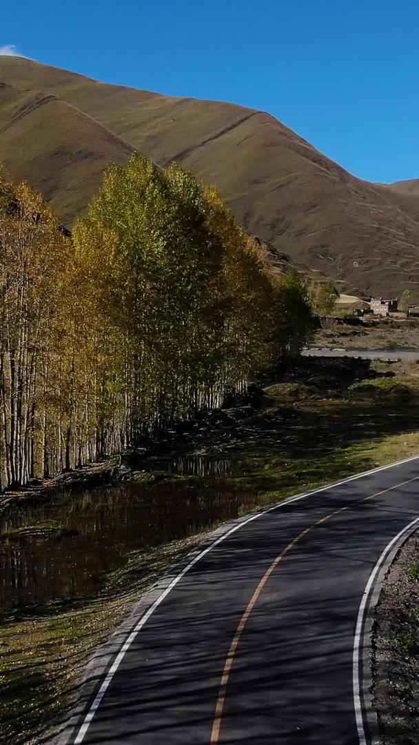 秋季航拍金白杨树和蜿蜒的公路视频视频的预览图