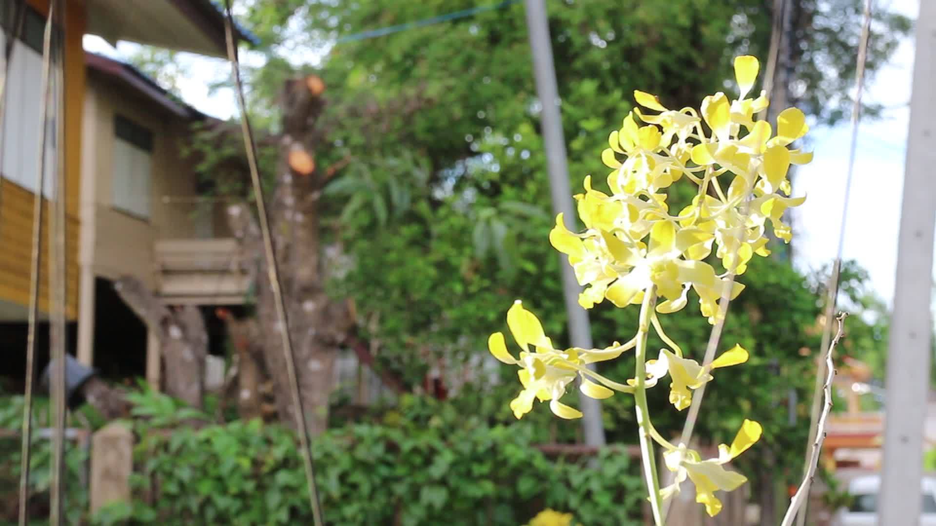 阳台上的黄色兰花盆视频的预览图