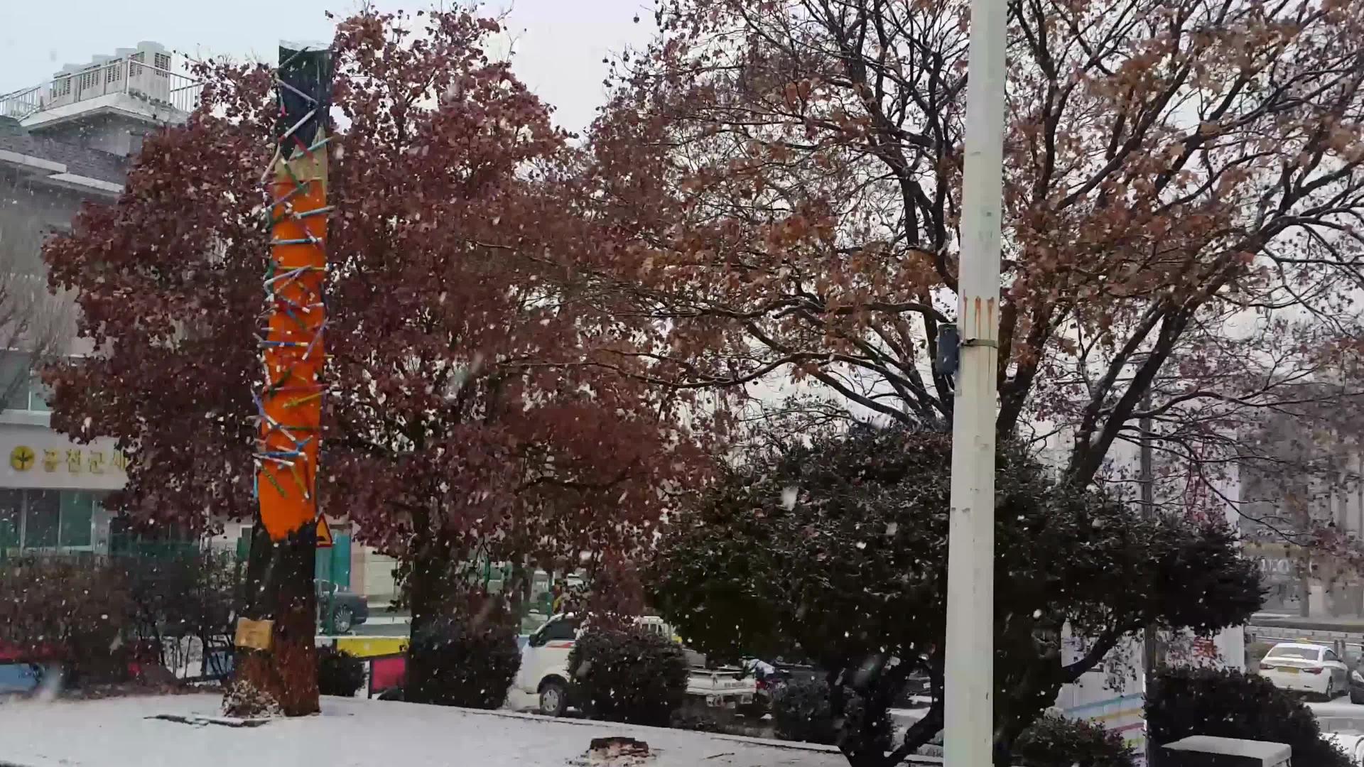 冬天的雪地和树枝上的雪视频的预览图