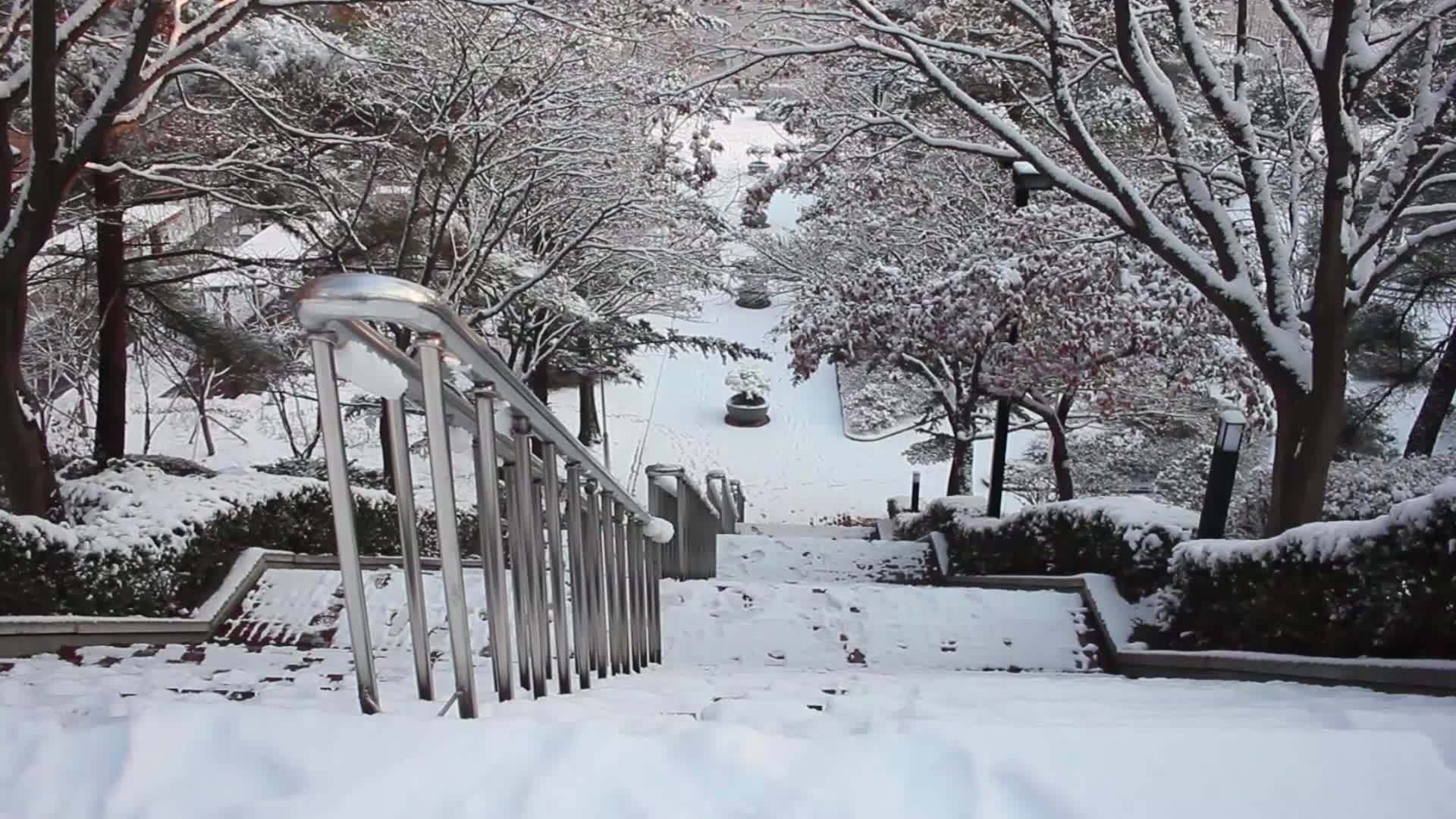 冬天在公园里看到地面和树上的雪视频的预览图