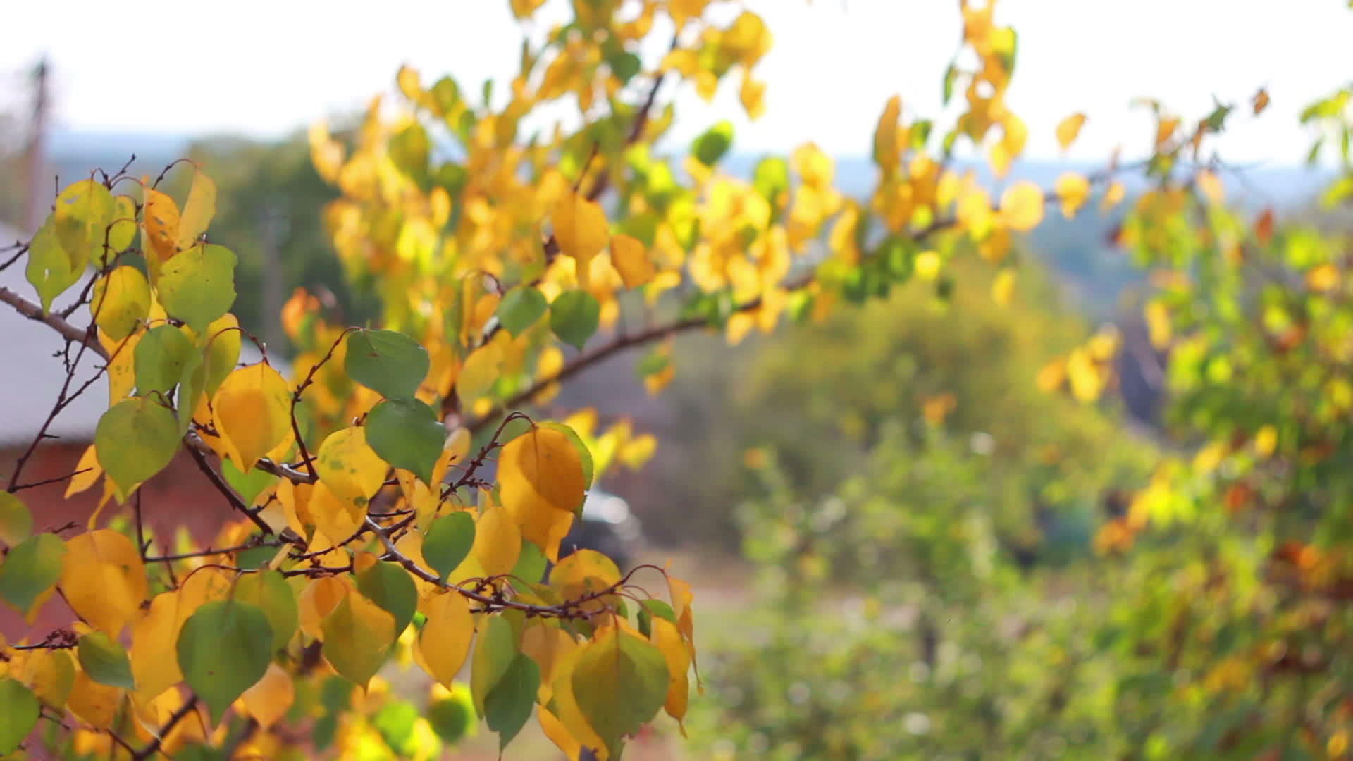 秋叶在树枝上视频的预览图