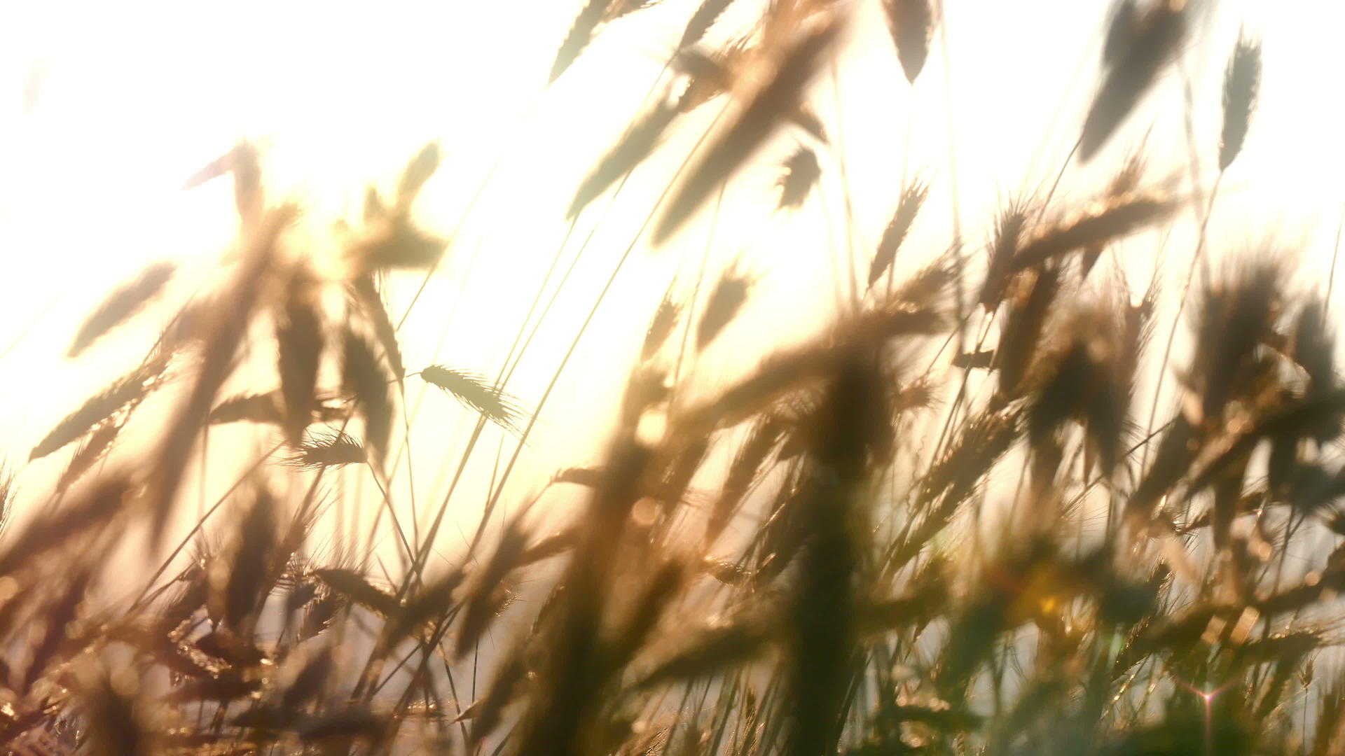 草地日落4k视频的预览图