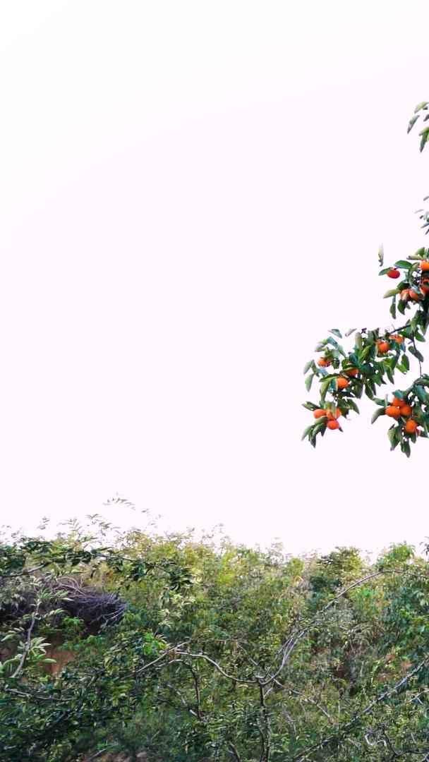 实拍柿子树果实视频的预览图