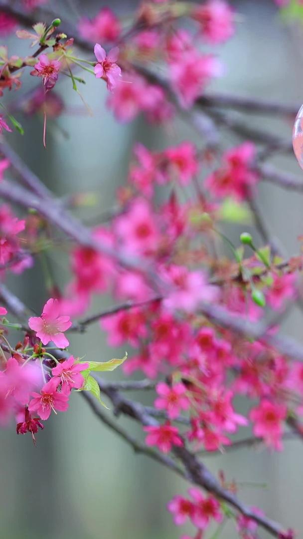 自然空镜悬挂在樱花树上视频的预览图