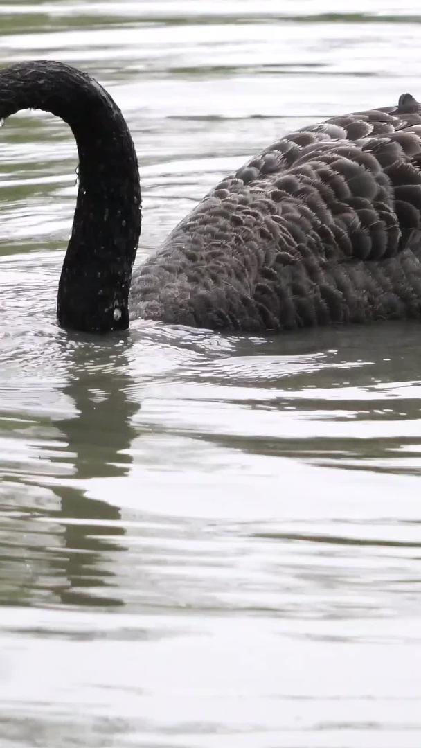 黑天鹅在湖里玩耍视频的预览图