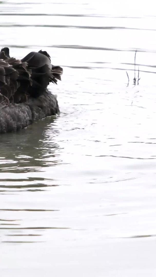 黑天鹅在湖里玩耍视频的预览图