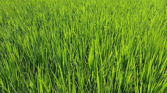 4k航拍农田里的水稻特写合集视频的预览图