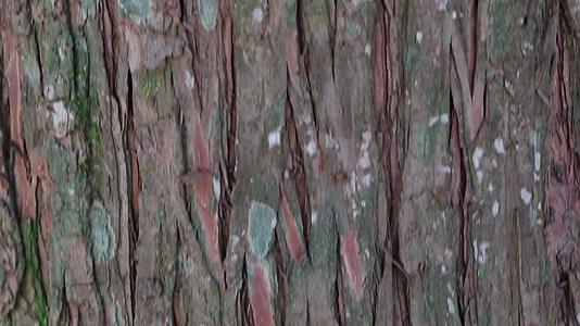 天然树皮的干棕色比例和线条视频的预览图