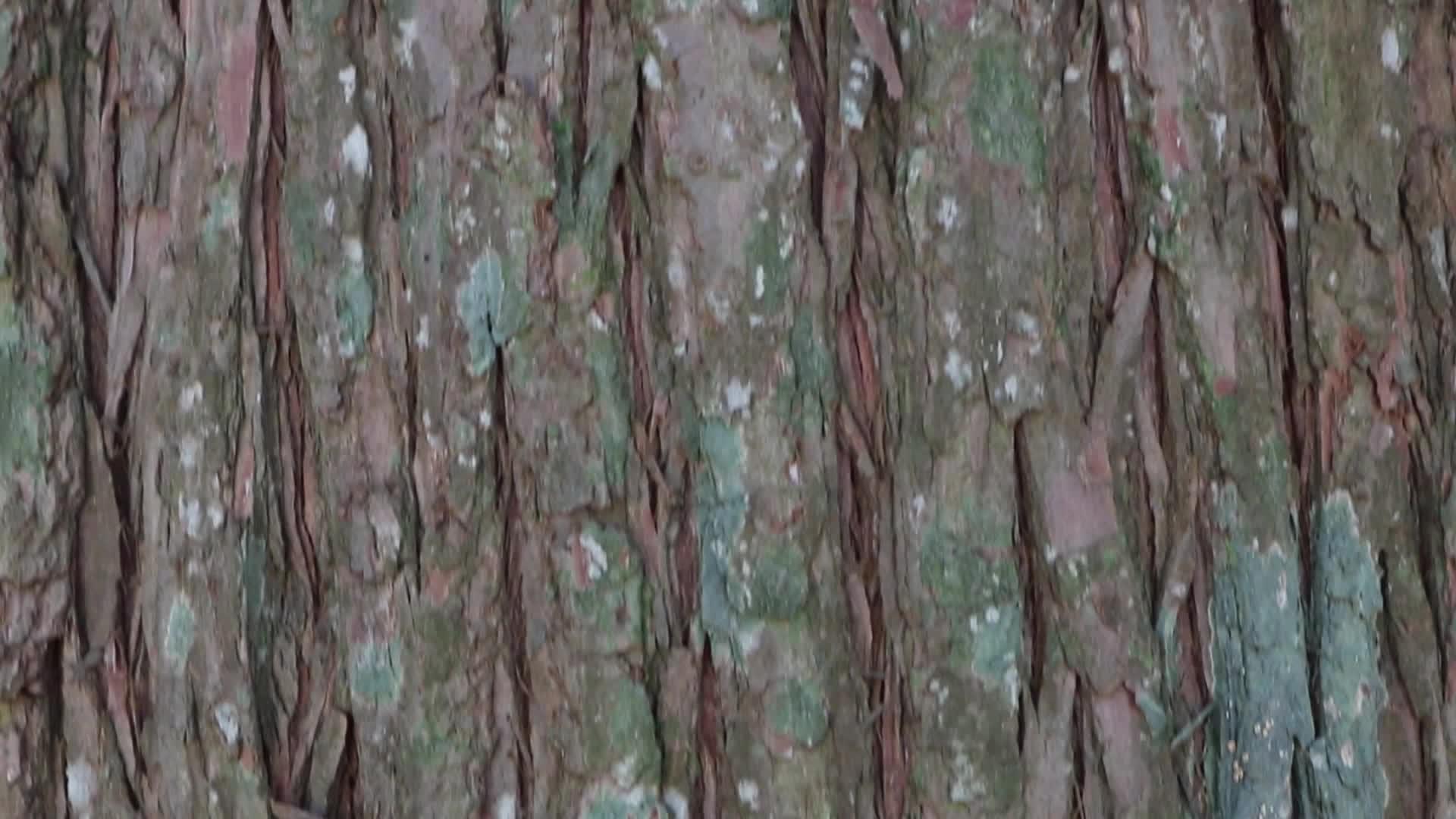 干棕色天然树皮视频的预览图