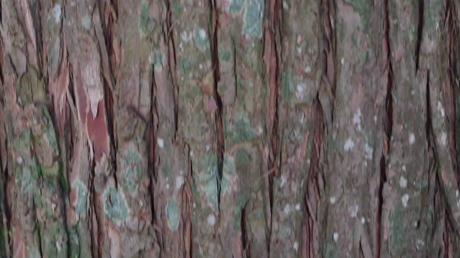 干棕色天然树皮视频的预览图