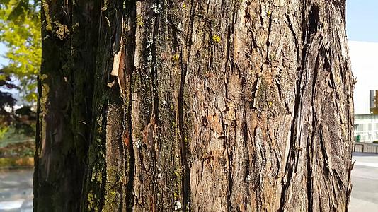 天然树皮的干棕色比例和线条视频的预览图