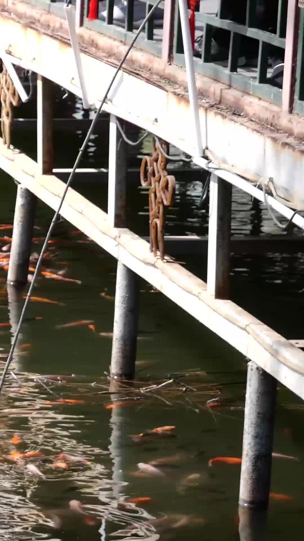 河中锦鲤视频的预览图