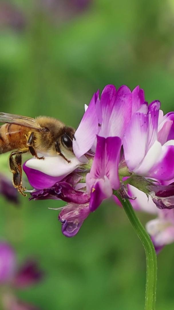 蜜蜂采蜜蜜蜂采花实拍视频视频的预览图