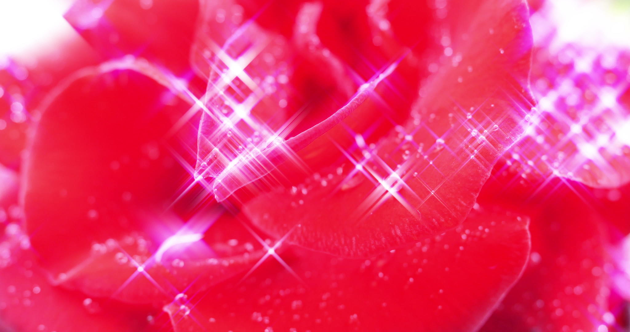 红玫瑰花园视频的预览图