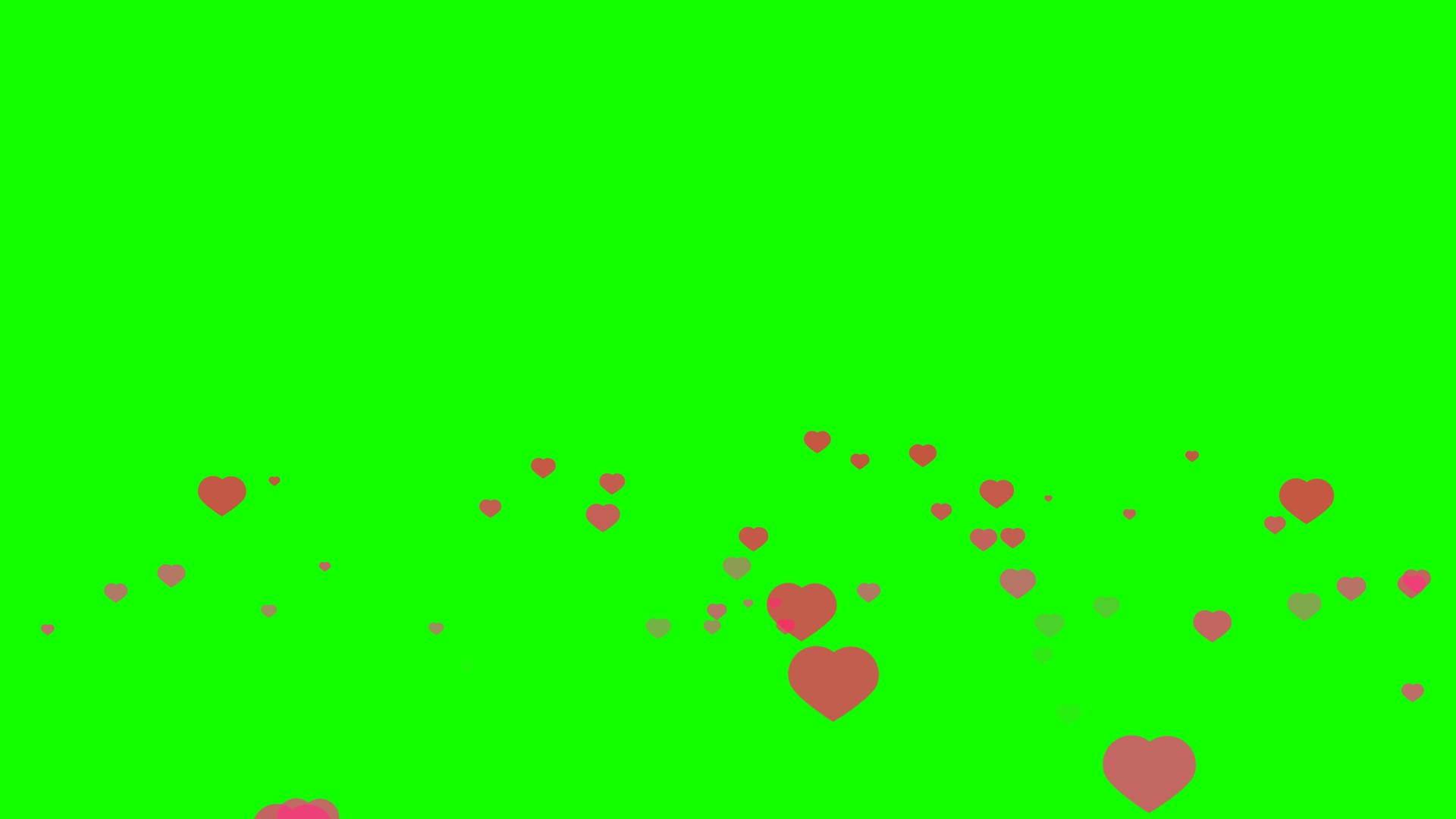 自然的粉色和死红的心在绿色的屏幕上飞舞视频的预览图