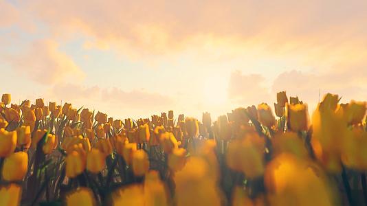 黄色郁金香花海三维风光背景视频的预览图