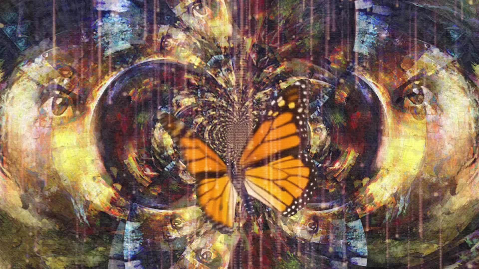 蝴蝶翅膀下视频的预览图