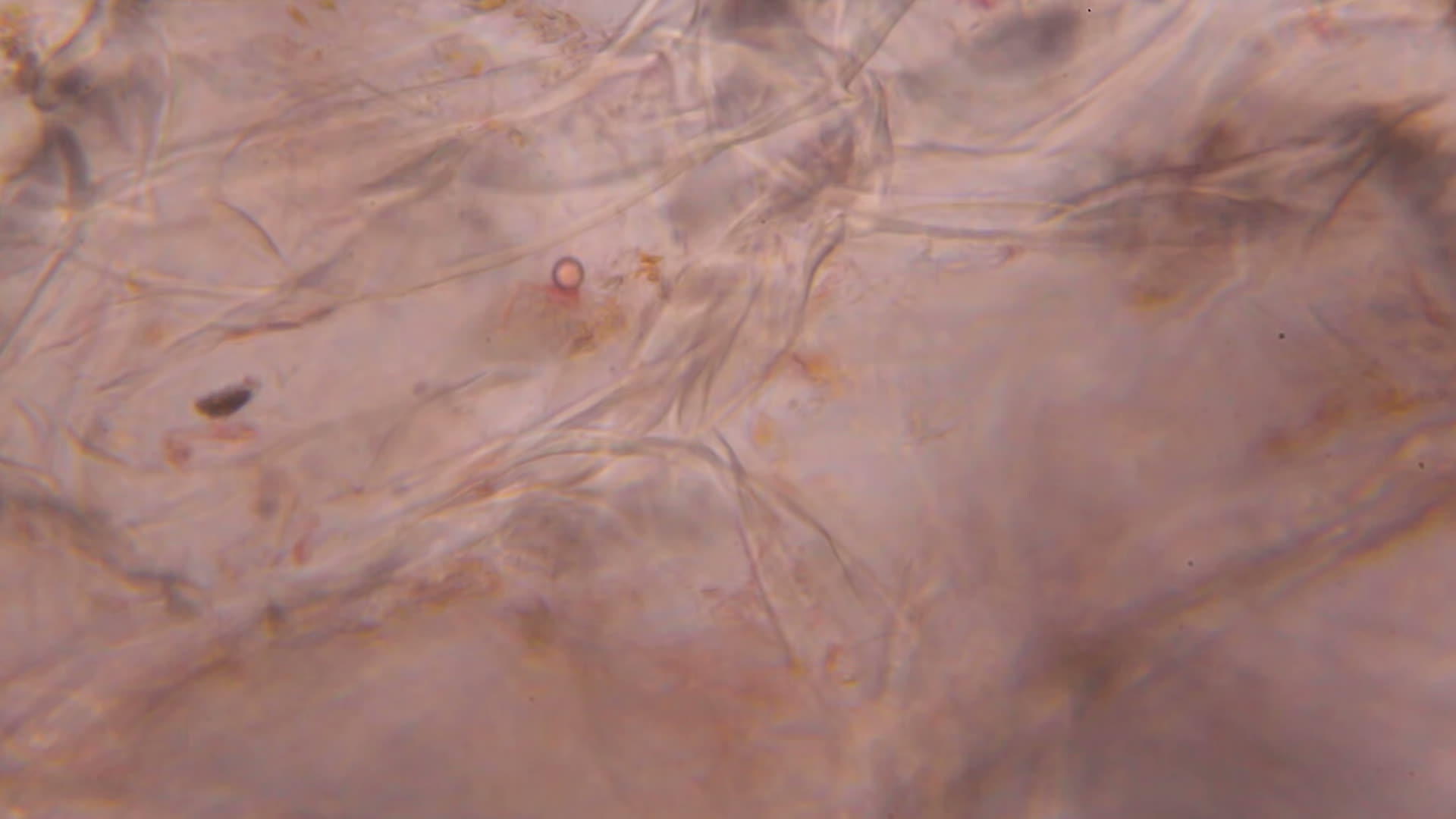 显微镜下的番茄视频的预览图