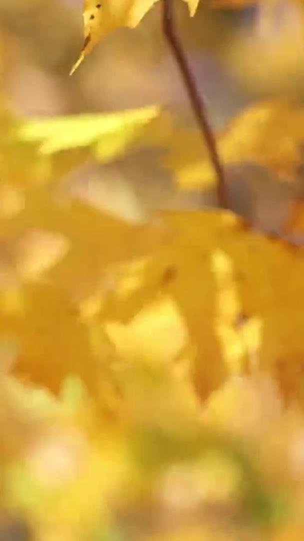 秋高气爽的枫叶随微风飘荡视频的预览图