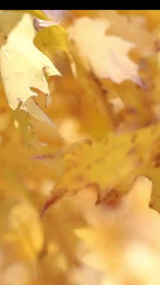 秋高气爽的枫叶随微风飘荡视频的预览图