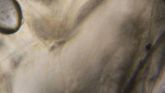显微镜下的黄瓜视频的预览图
