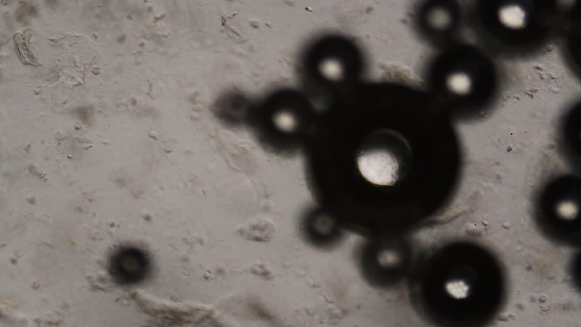 显微镜下的水泡视频的预览图