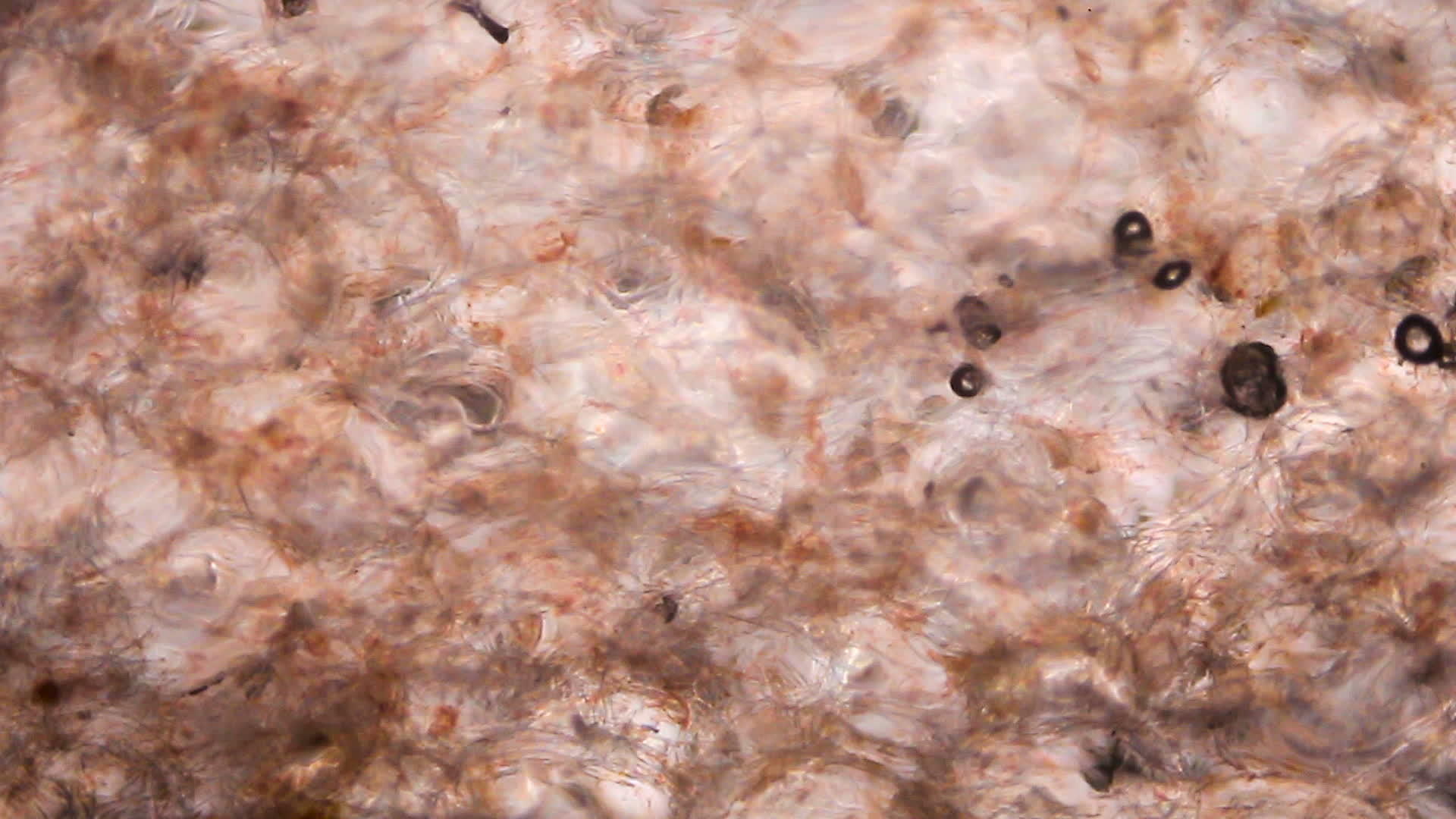 显微镜下的番茄视频的预览图