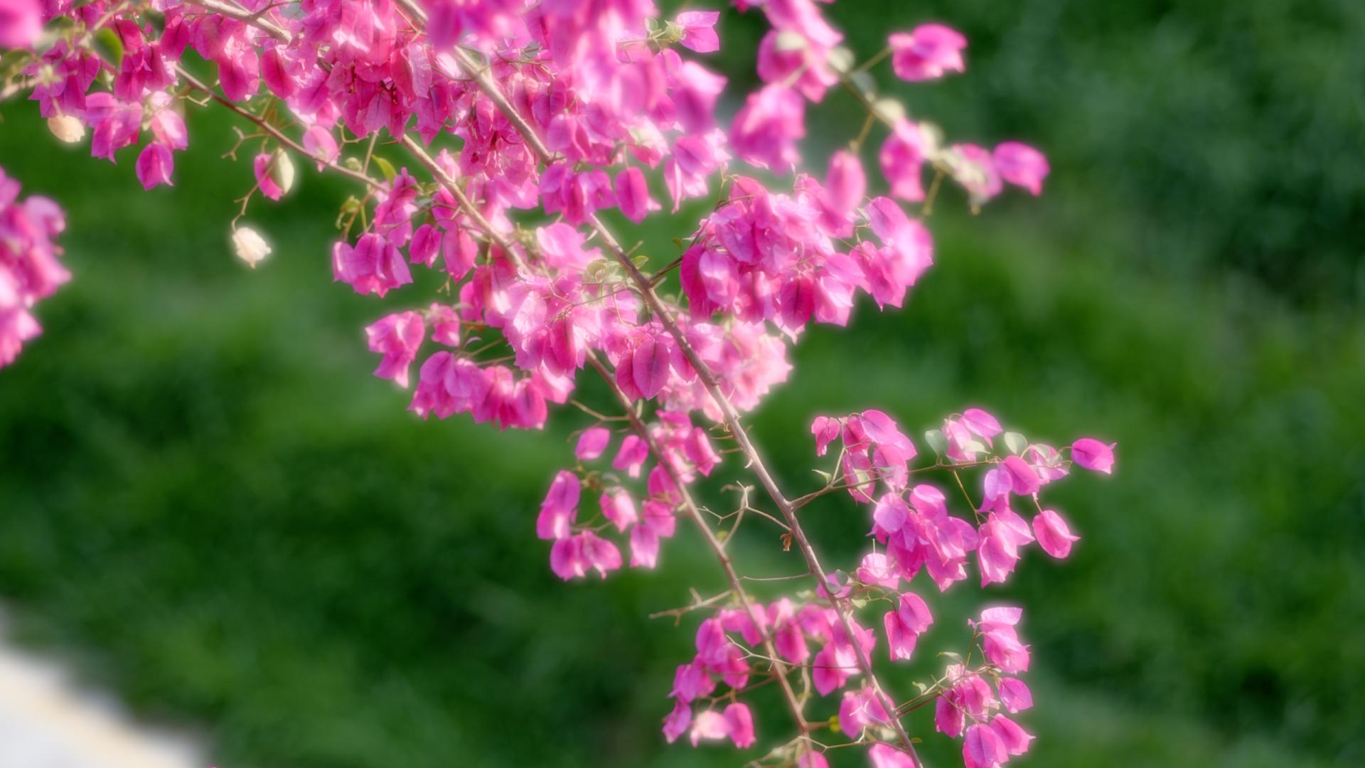 高清植物花朵唯美意境视频的预览图