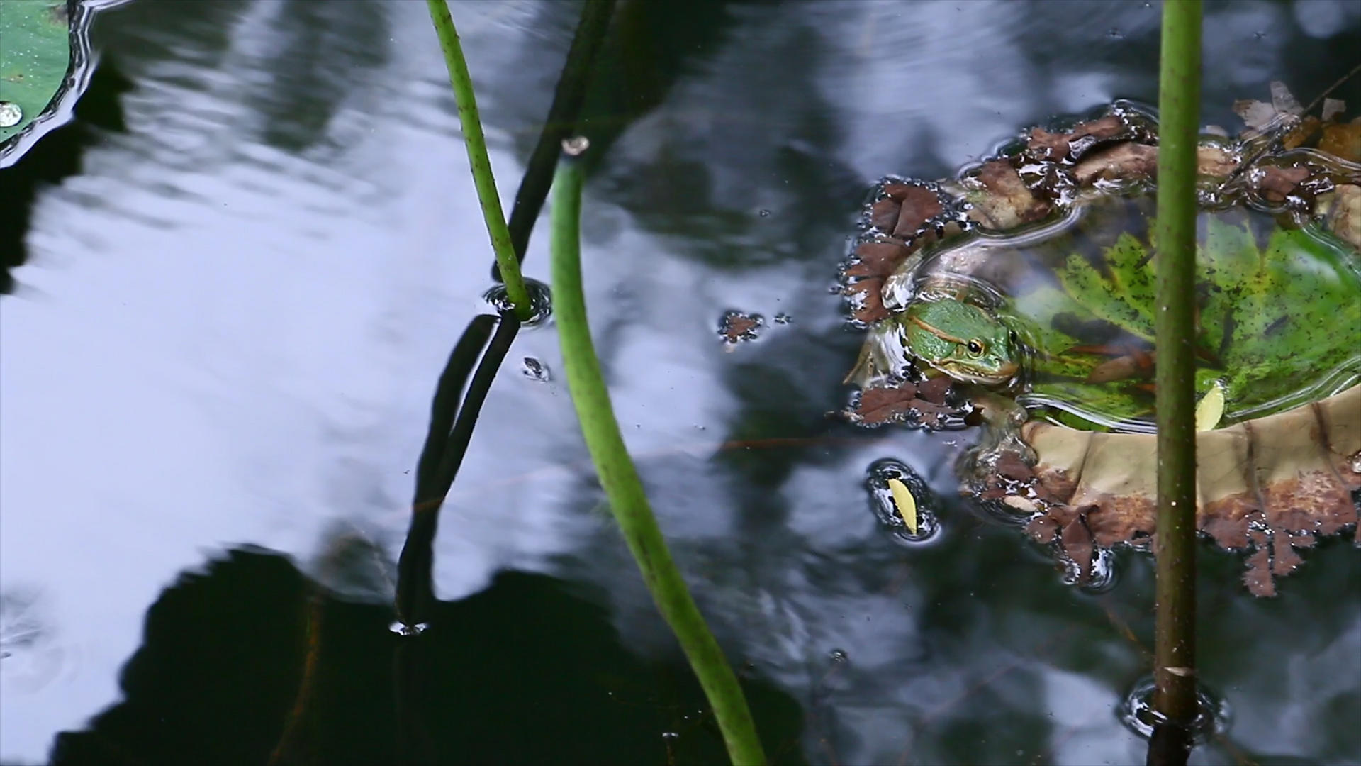 实拍4k池塘里的青蛙视频的预览图