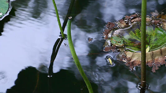 实拍4k池塘里的青蛙视频的预览图