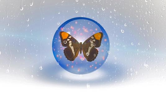 蝴蝶在湿玻璃后面视频的预览图