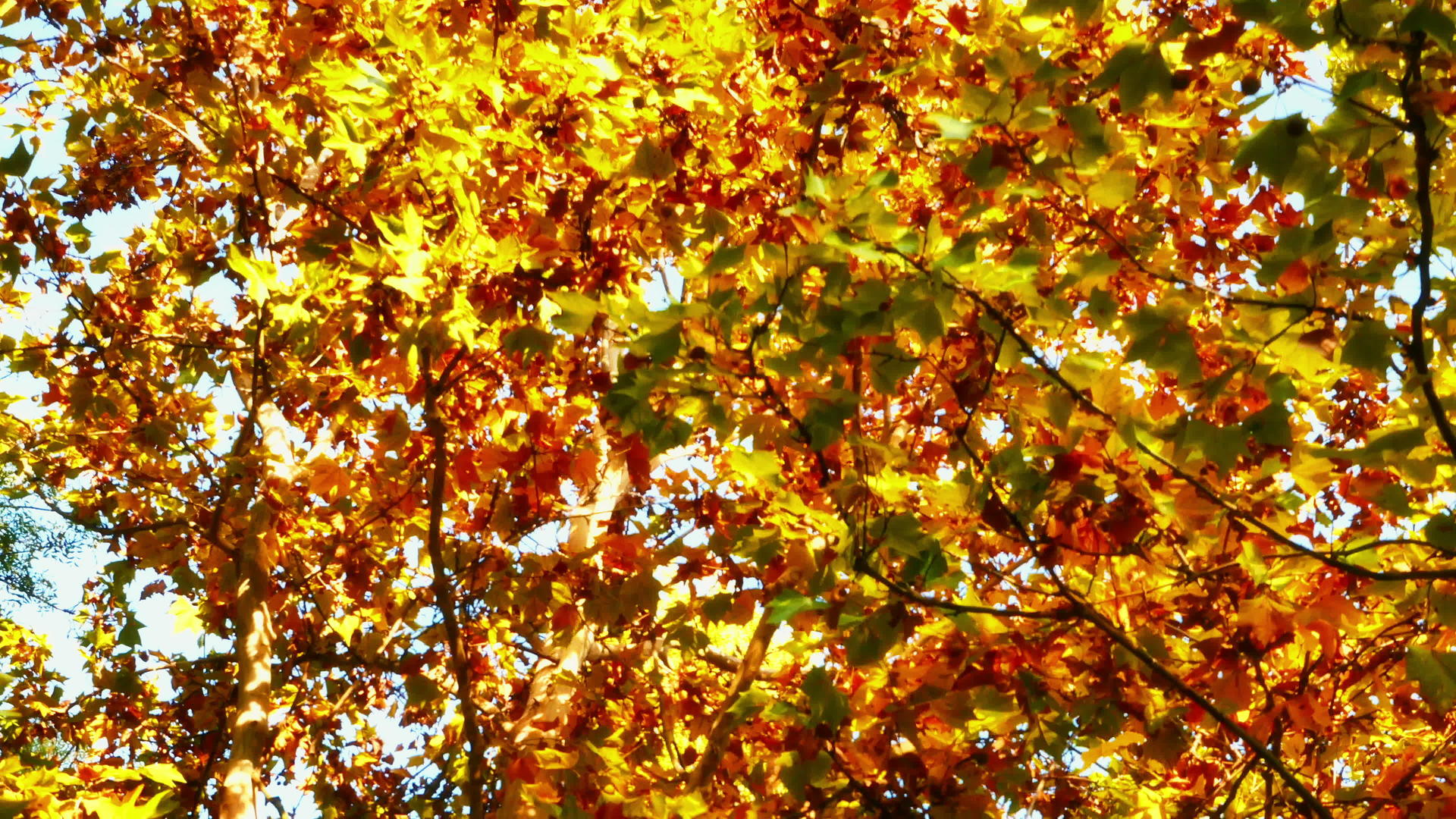 秋季森林4k视频的预览图