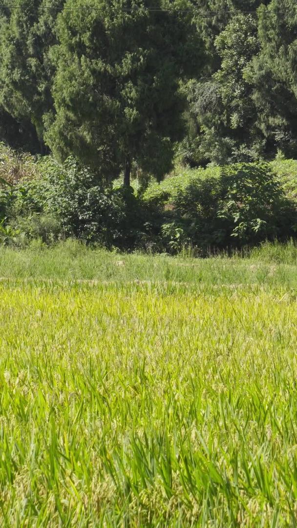 实拍收割机在农田收割水稻视频素材视频的预览图