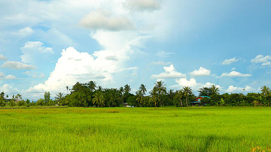 东南亚泰国雨季农田稻田延时合集4K视频的预览图