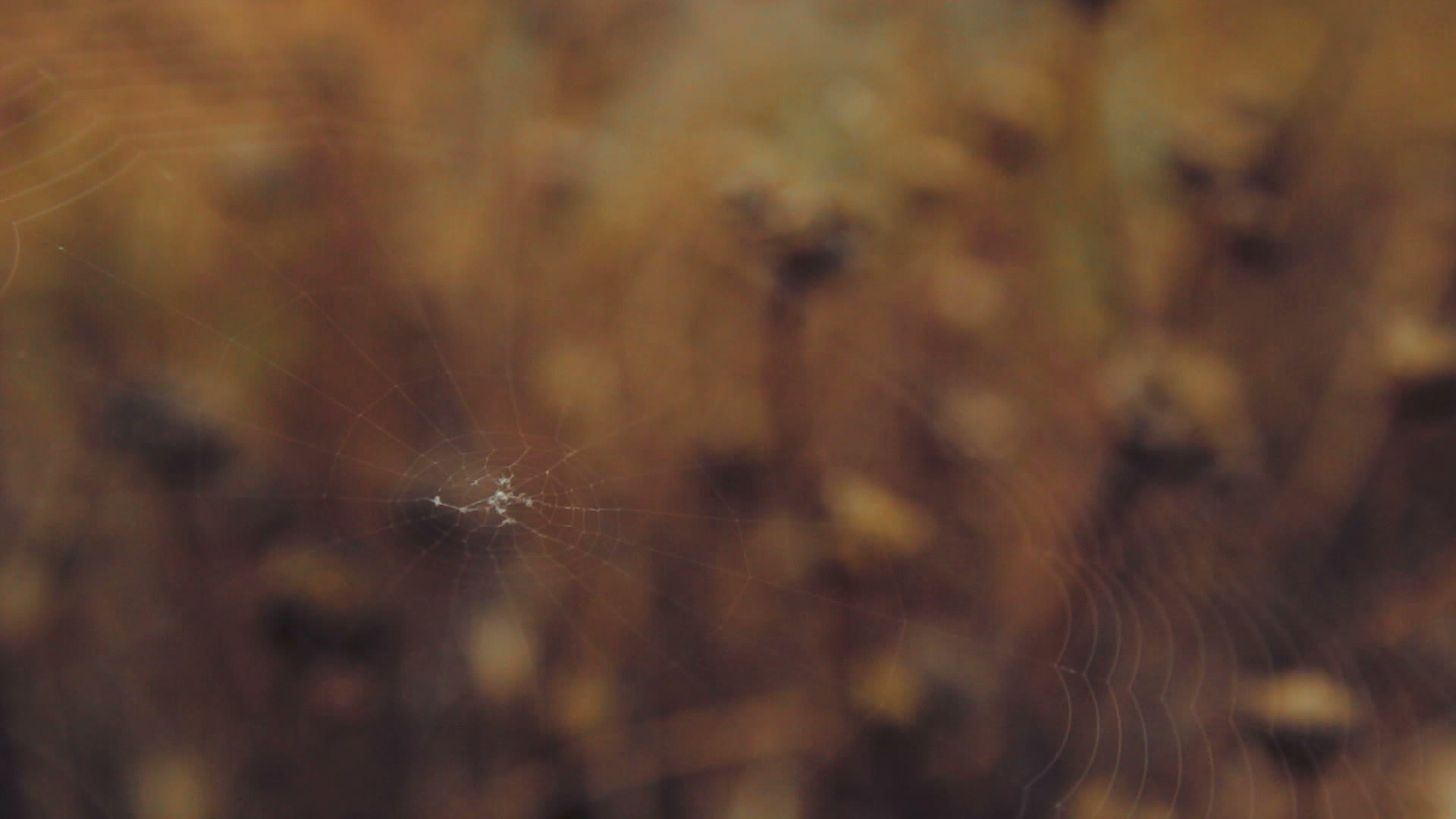 在风中草原上的蜘蛛网紧紧地挥舞着视频的预览图