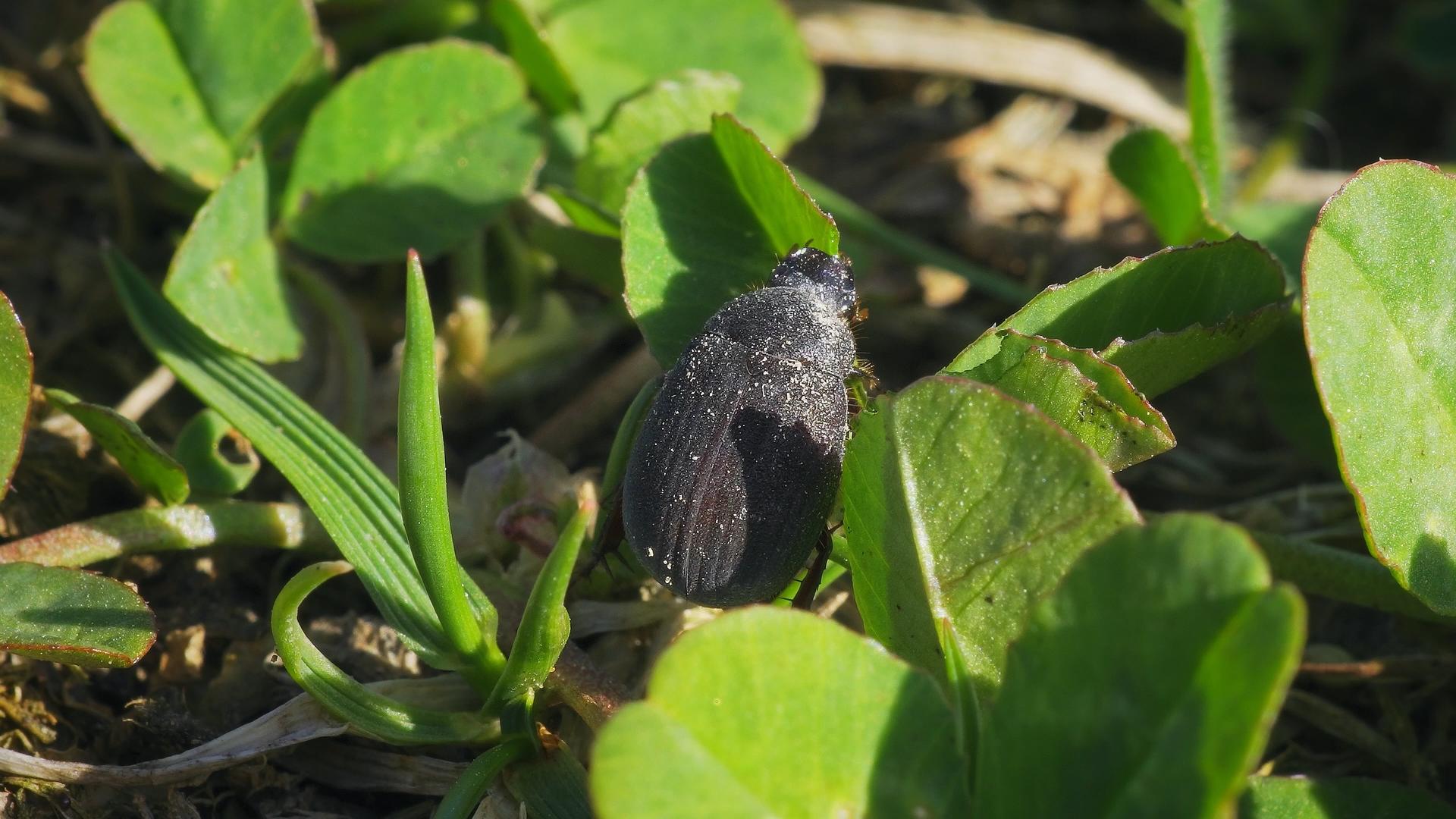 春草中的甲虫视频的预览图