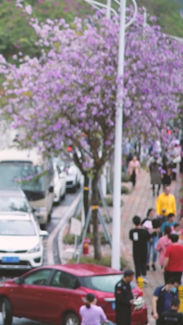 紫荆花马路视频的预览图