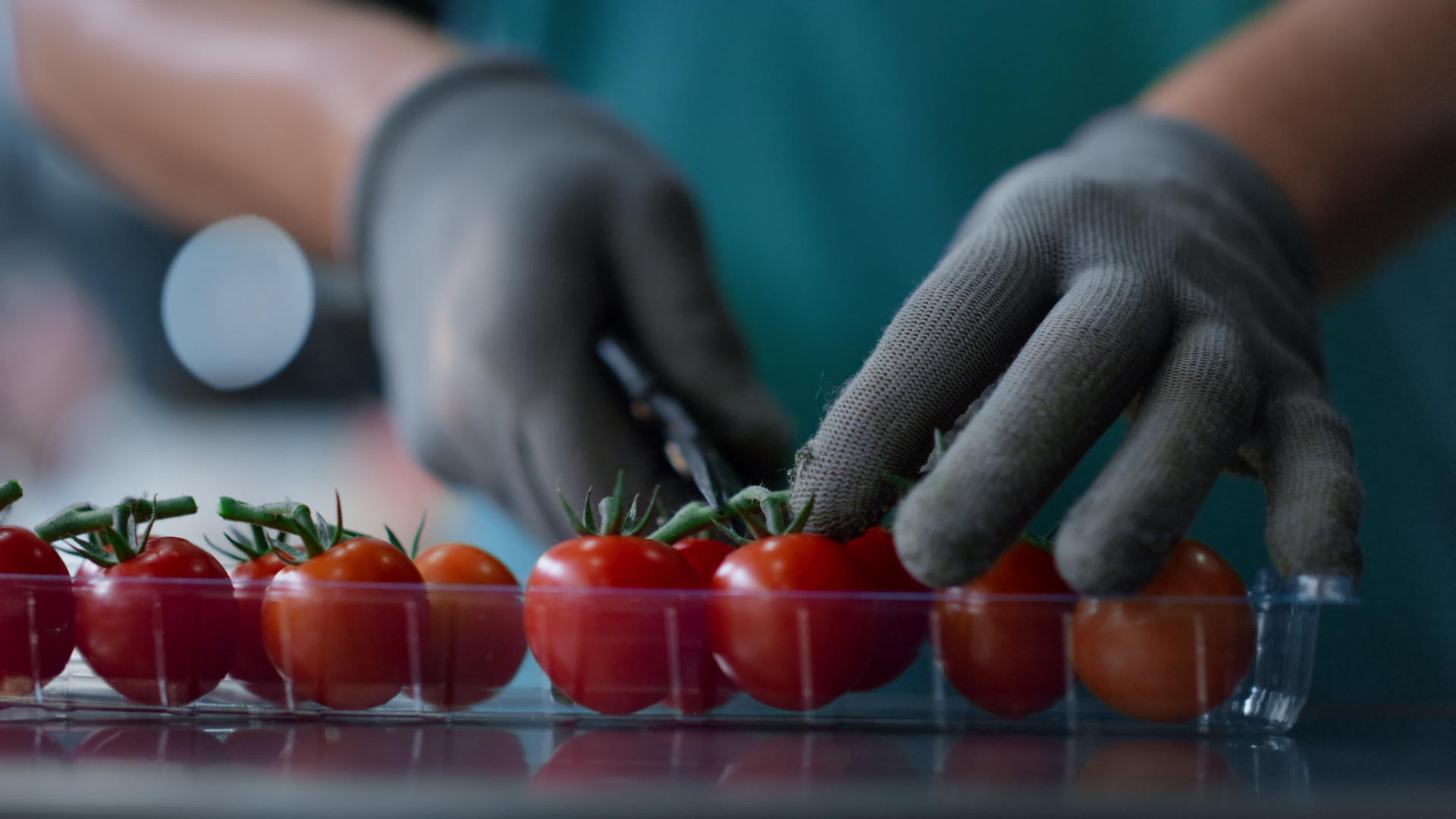 工厂番茄盒包装工艺工人手工分拣红色有机食品特写视频的预览图