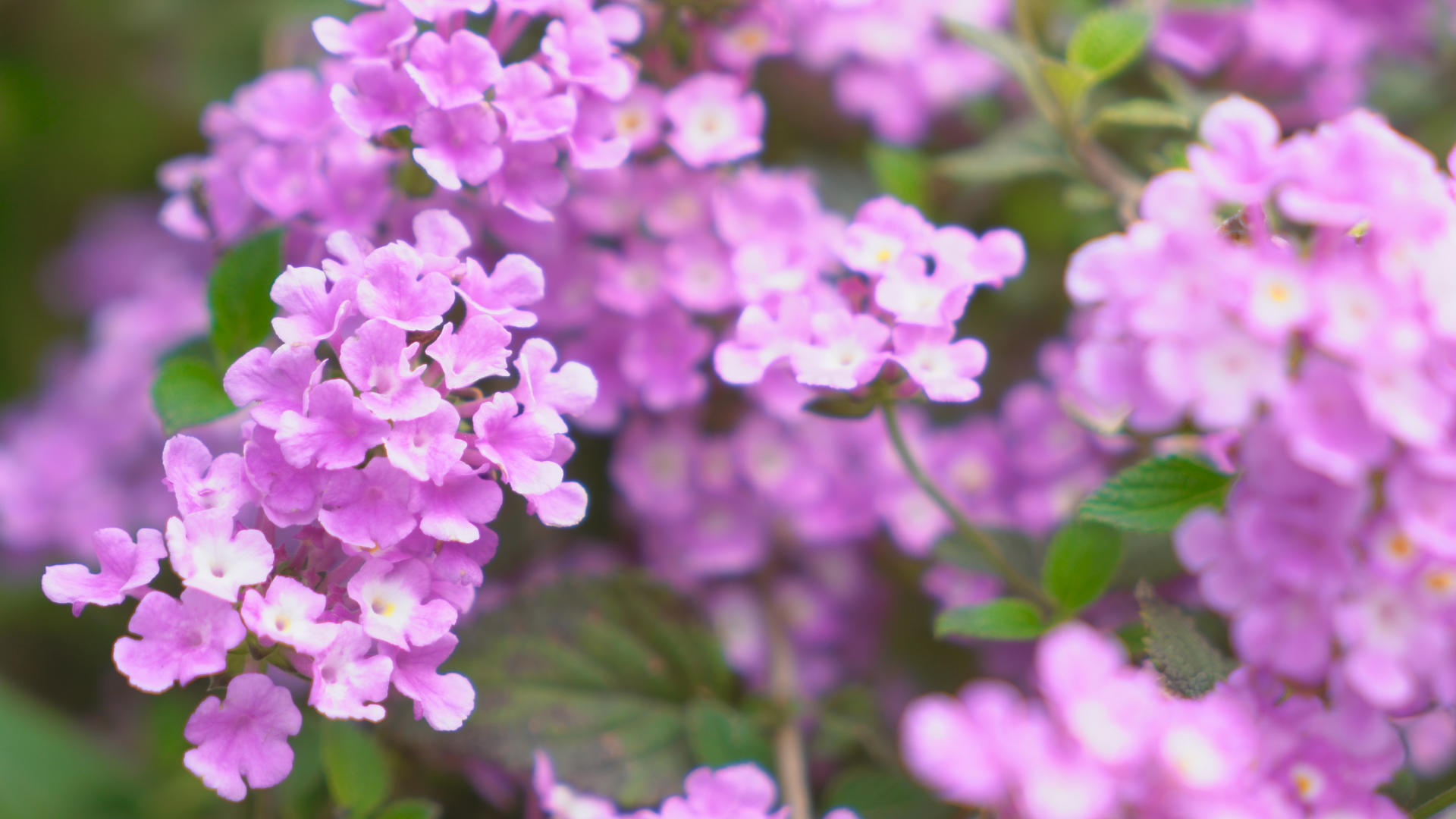 紫色的花丛视频的预览图