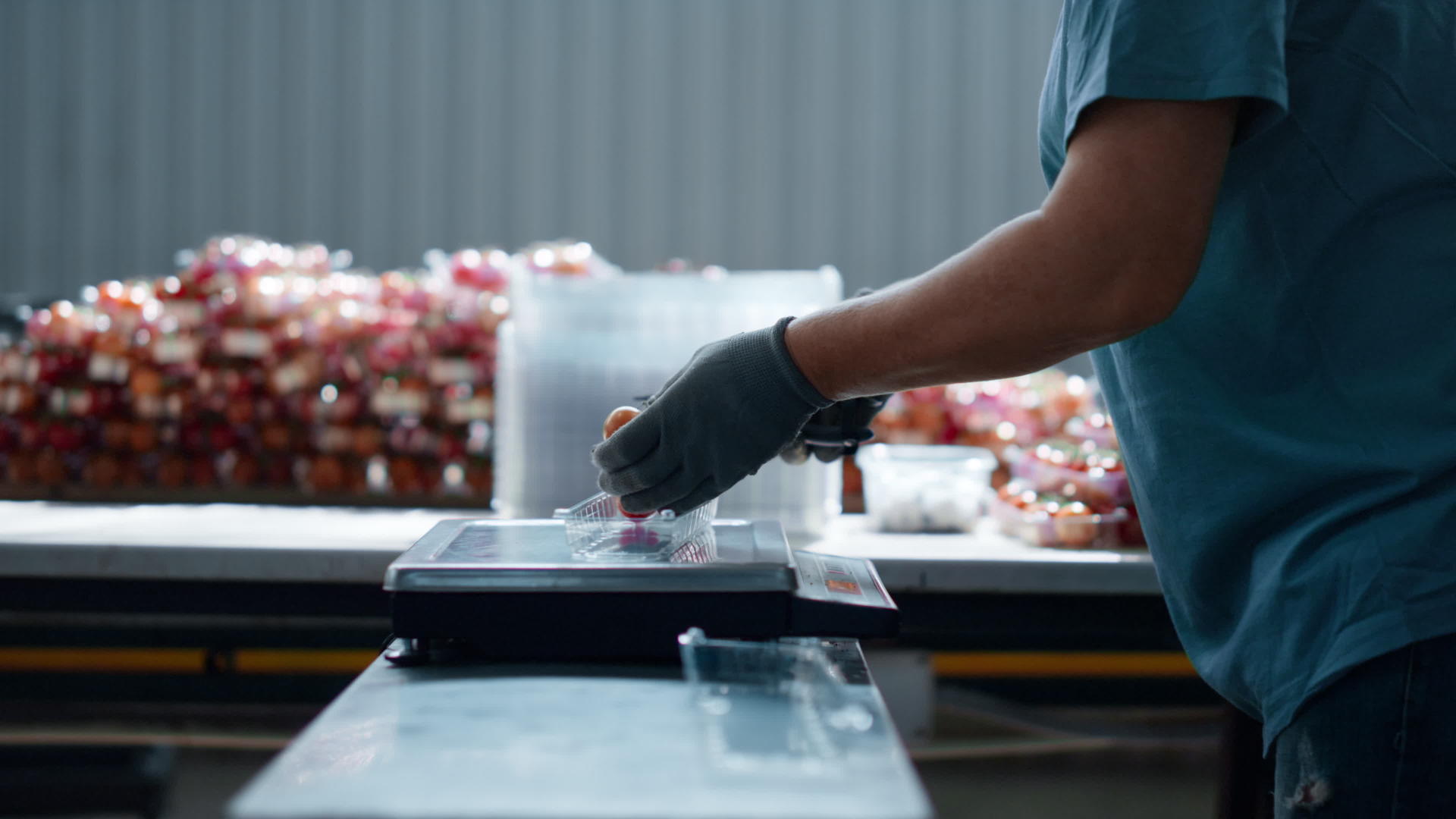 工厂番茄盒包装工艺工人手工分拣红色有机食品特写视频的预览图