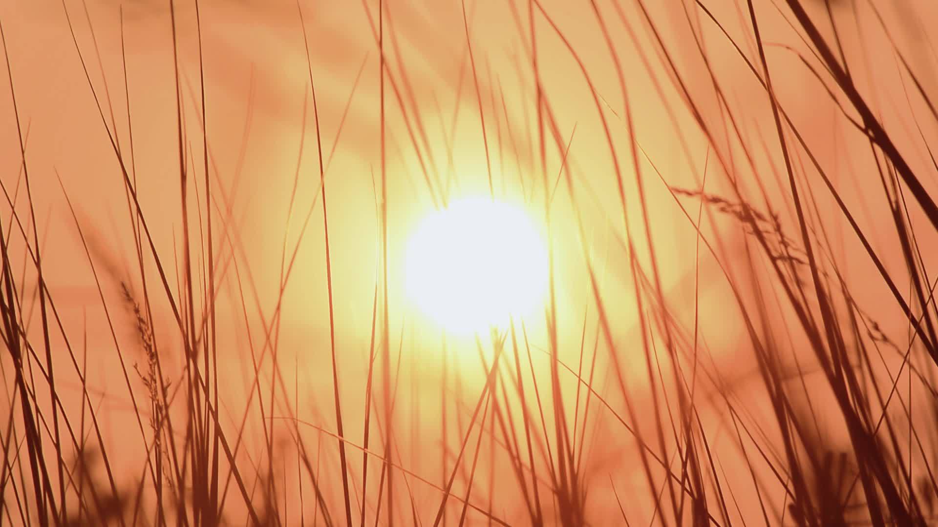 草原上的日落视频的预览图