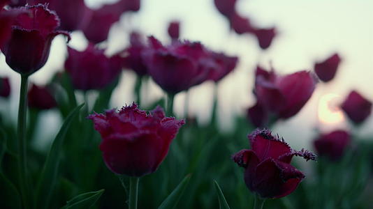 紫色花蕾与绿叶的特写镜头在夕阳下视频的预览图