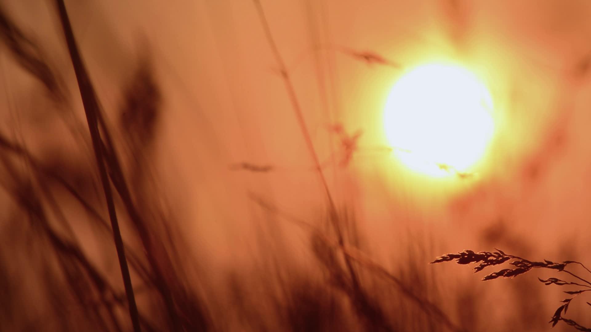 日落在草原上太阳下高高的草地视频的预览图