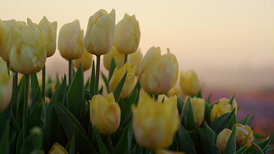 美丽的黄色郁金香群在室外柔和的夕阳下宏观拍摄视频的预览图