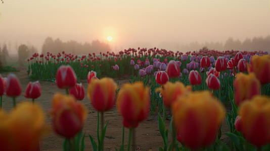郁金香在春天的清晨视频的预览图