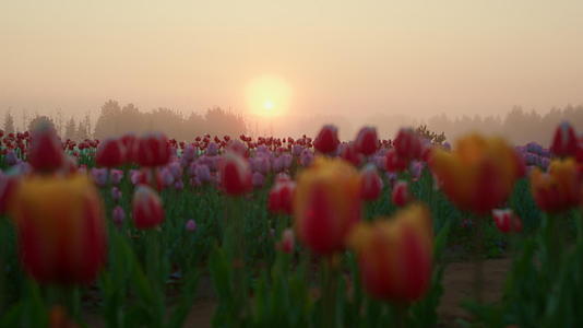 春季花卉公园如画看法日出视频的预览图