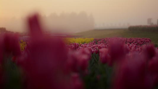 花园里粉红色的花蕾在外面的晨光中绽放视频的预览图