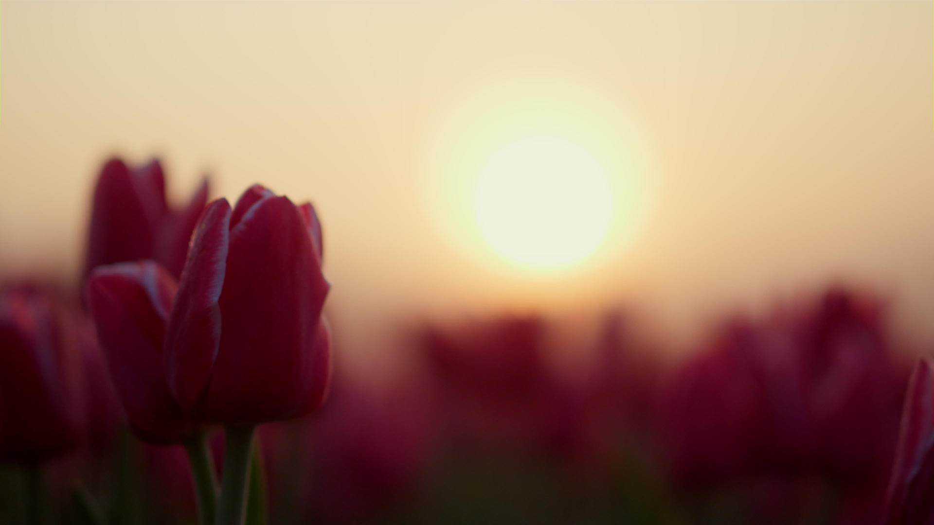 在夕阳的阳光下两朵柔和的粉色花朵有绿色的茎和新鲜的叶子视频的预览图